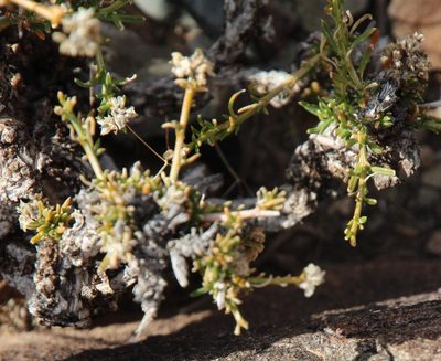Limeum aethiopicum, photographed by Tony Rebelo