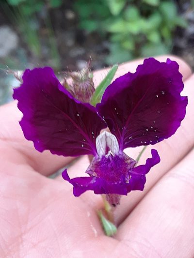 Cuphea lanceolata, photographed by Alejandro Gómez Maya