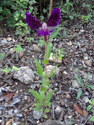 Cuphea lanceolata, photographed by Alejandro Gómez Maya