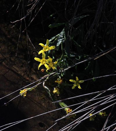 Othonna quercifolia, photographed by Tony Rebelo