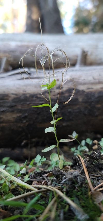 Epilobium howellii, photographed by Chris Winchell