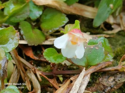 Torenia polygonoides, photographed by Ong Jyh Seng