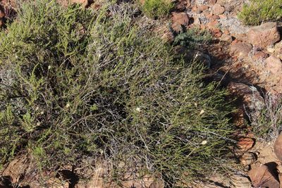 Fingerhuthia africana, photographed by Tony Rebelo
