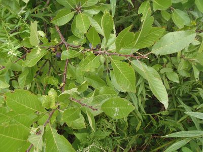 Prunus maritima, photographed by Ira Gershenhorn