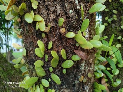 Pyrrosia piloselloides, photographed by Ong Jyh Seng