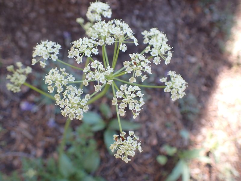 Ligusticum grayi, photographed by John Brew