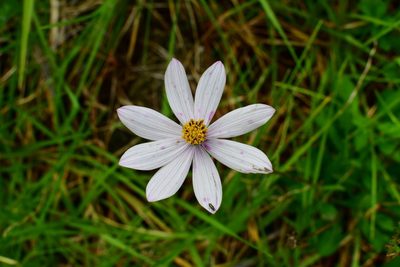 Cosmos diversifolius, photographed by Neptalí Ramírez Marcial