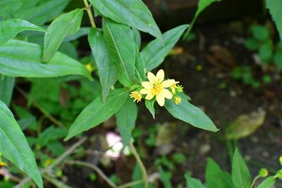 Perymenium ghiesbreghtii, photographed by Neptalí Ramírez Marcial