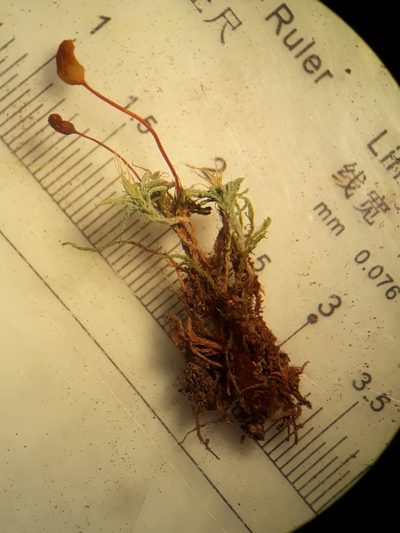 Philonotis scabrifolia, photographed by Leon Perrie