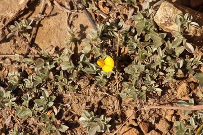 Lotononis laxa, photographed by Robert Taylor