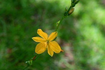 Echeandia skinneri, photographed by Neptalí Ramírez Marcial