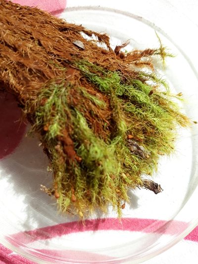 Bartramia mossmaniana, photographed by Leon Perrie