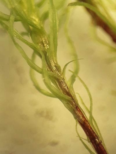 Bartramia mossmaniana, photographed by Leon Perrie