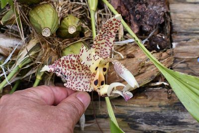 Stanhopea oculata, photographed by Neptalí Ramírez Marcial