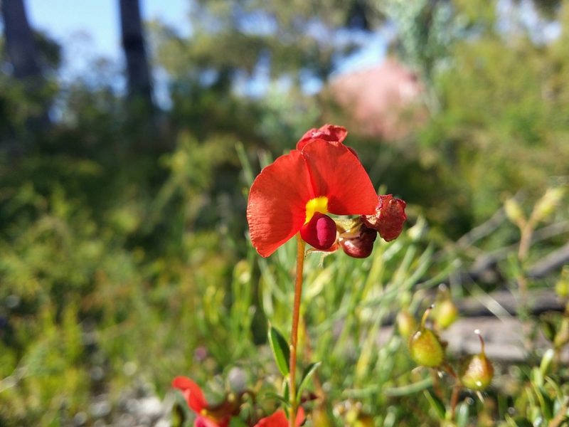 Chorizema dicksonii, photographed by Helium Luo