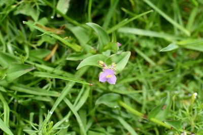 Tripogandra purpurascens, photographed by Neptalí Ramírez Marcial