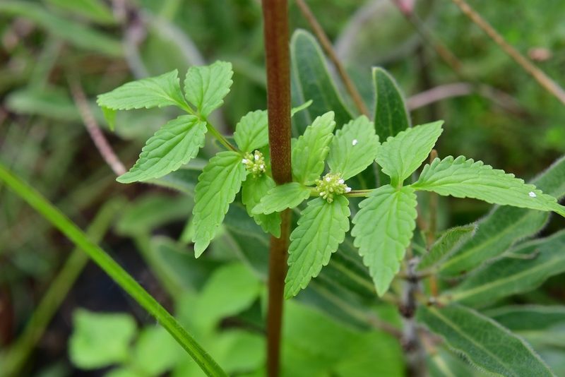 Valeriana sorbifolia, photographed by Neptalí Ramírez Marcial