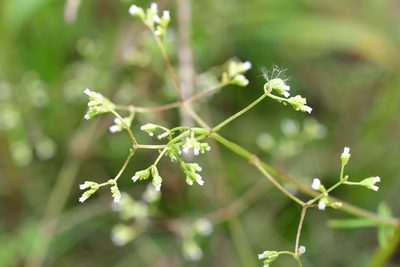 Valeriana sorbifolia, photographed by Neptalí Ramírez Marcial