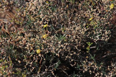 Mestoklema copiosum, photographed by Tony Rebelo