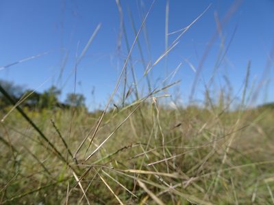 Aristida oligantha, photographed by Thomas Koffel