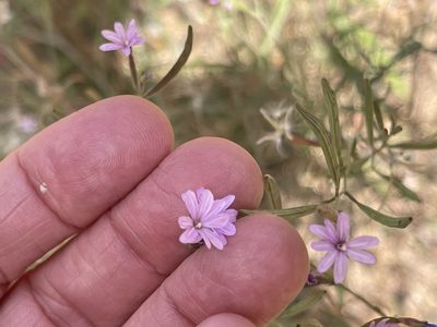 Epilobium brachycarpum, photographed by rappman