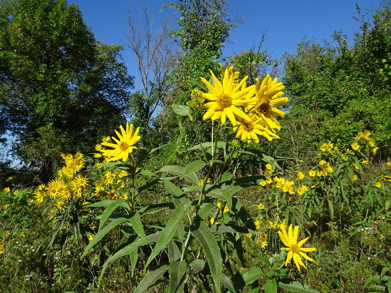 Helianthus grosseserratus, photographed by Thomas Koffel
