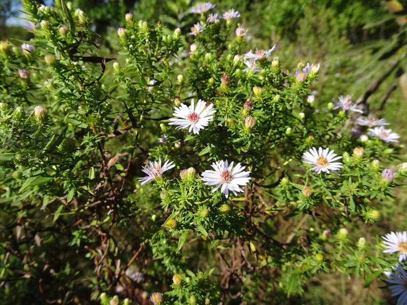 Symphyotrichum praealtum, photographed by Thomas Koffel