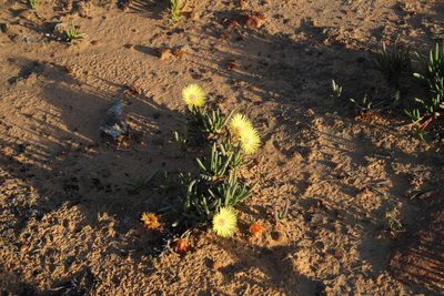 Cephalophyllum tricolorum, photographed by Tony Rebelo