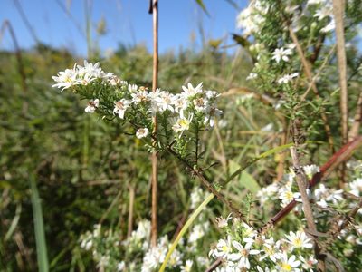 Symphyotrichum ericoides, photographed by Thomas Koffel