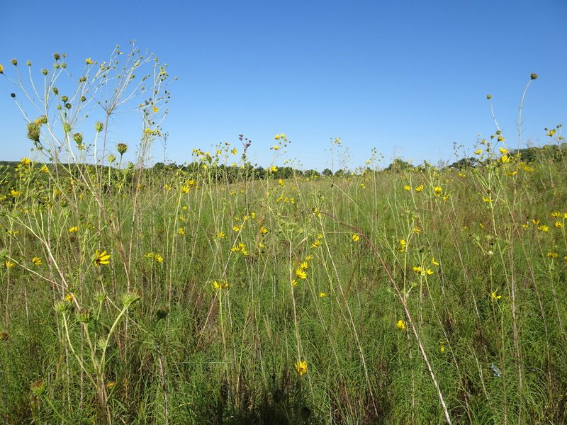 Helianthus salicifolius, photographed by Thomas Koffel