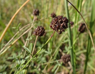 Dalea multiflora, photographed by Thomas Koffel