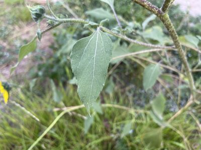 Helianthus petiolaris, photographed by rappman