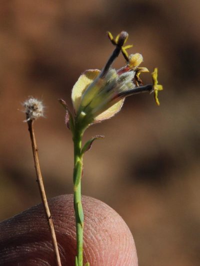 Lasiosiphon kuntzei, photographed by Tony Rebelo