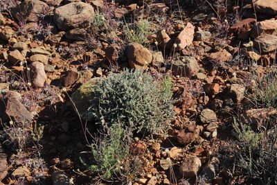 Helichrysum lucilioides, photographed by Tony Rebelo