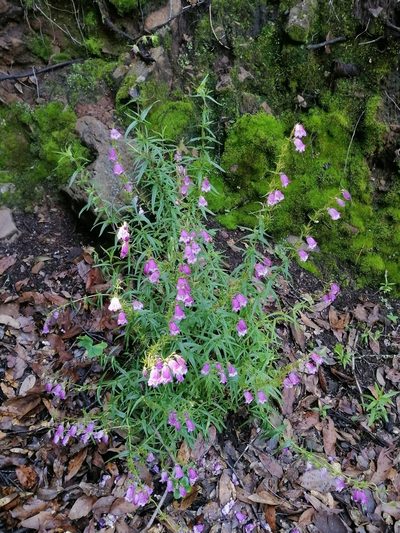 Penstemon campanulatus, photographed by Erick Vélez Sánchez