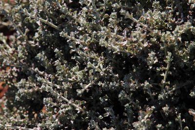 Helichrysum lucilioides, photographed by Tony Rebelo