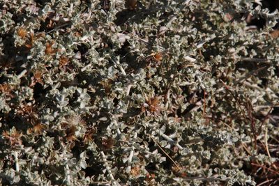 Helichrysum lucilioides, photographed by Tony Rebelo