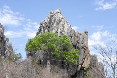 Brachychiton australis, photographed by dhfischer