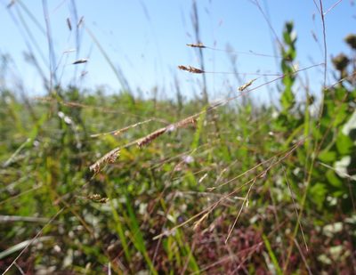 Eragrostis spectabilis, photographed by Thomas Koffel