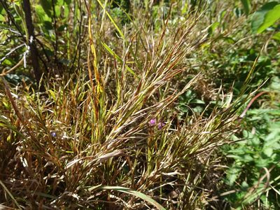 Muhlenbergia frondosa, photographed by Thomas Koffel