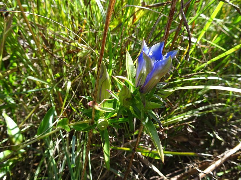 Gentiana puberulenta, photographed by Thomas Koffel
