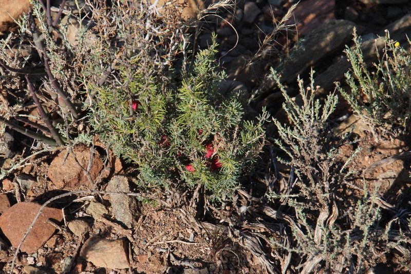 Asparagus acocksii, photographed by Tony Rebelo