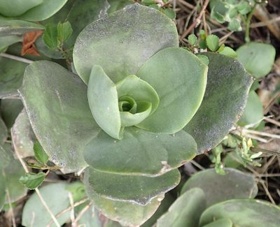 Crassula lactea, photographed by Nicola van Berkel