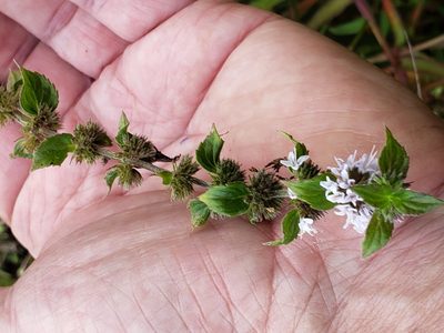 Mentha canadensis, photographed by Mark Richman