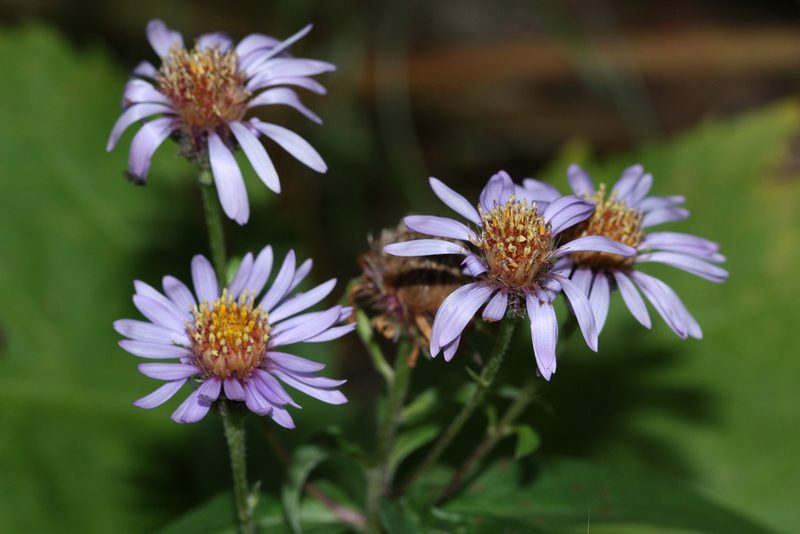Eurybia sibirica, photographed by Andrew Meeds