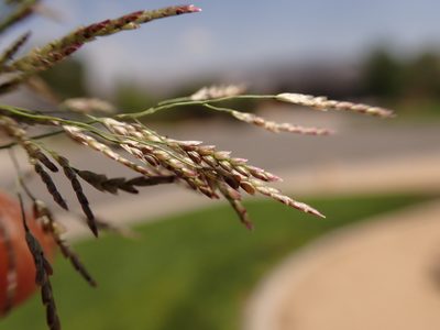 Eragrostis pectinacea, photographed by Matt Lavin