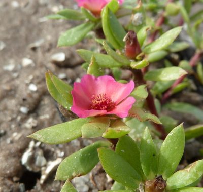 Portulaca amilis, photographed by Stan Shebs