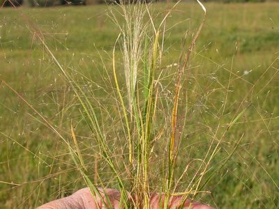 Muhlenbergia asperifolia, photographed by Matt Lavin