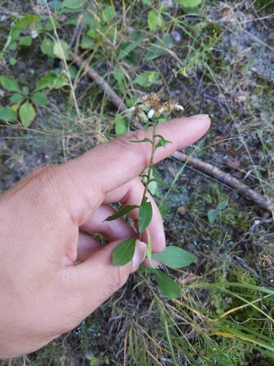 Sericocarpus caespitosus, photographed by Dillon James Dalton