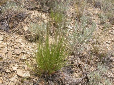 Muhlenbergia cuspidata, photographed by Matt Lavin